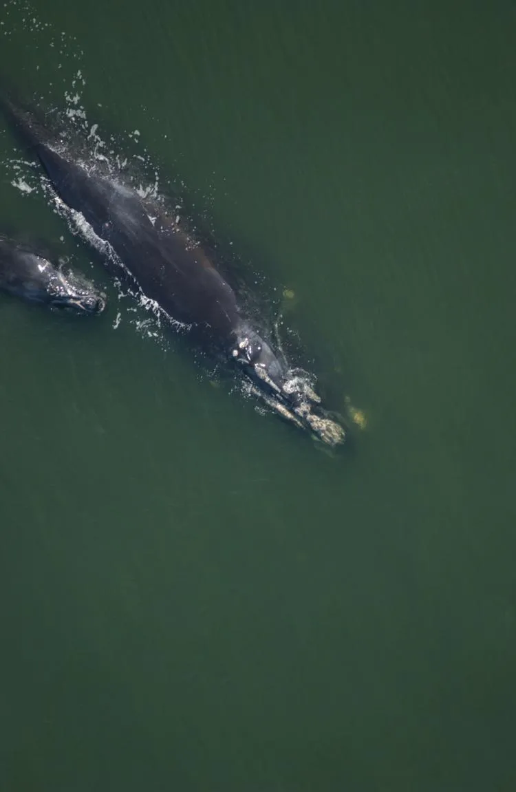 In December 2003, researchers spot Phoenix off the coast of Florida with her second calf.