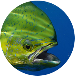 Fish head