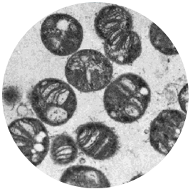 Microbes