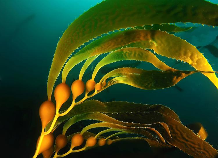 Kelp algae online