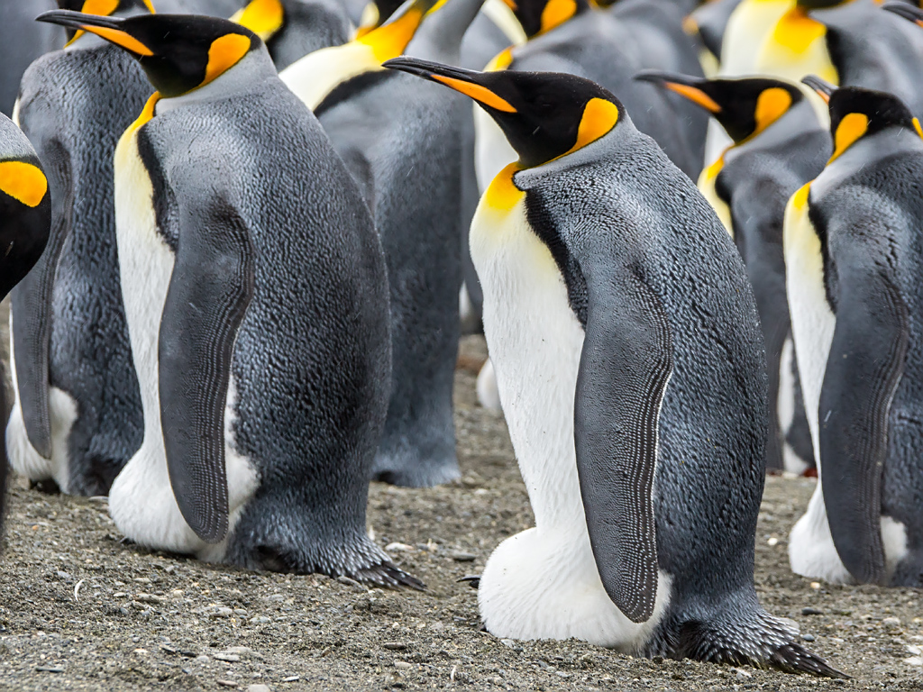 Penguins Smithsonian Ocean Penguins Smithsonian Ocean