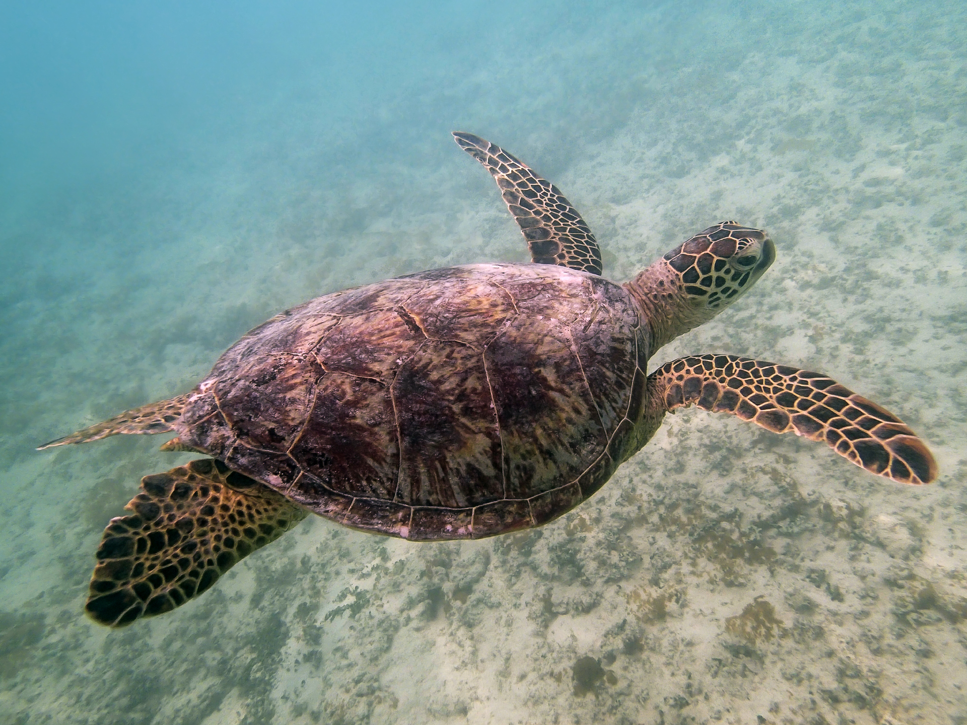 A green sea turtle swims