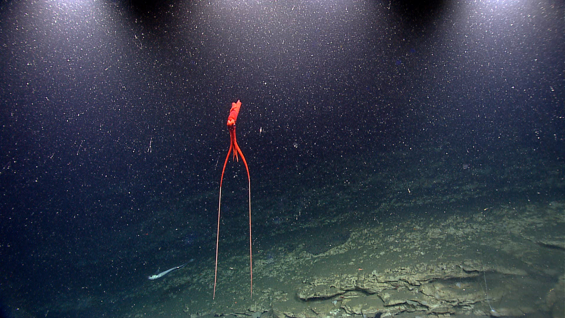 a deep sea squid