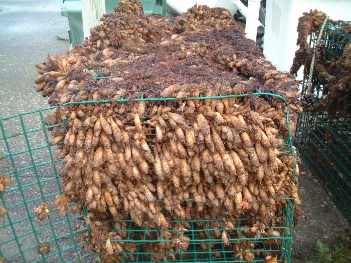A photo of an oyster cage, out of the water, covered in sea squirts.