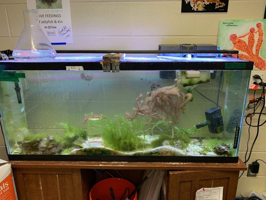 55 gallon aquarium sales