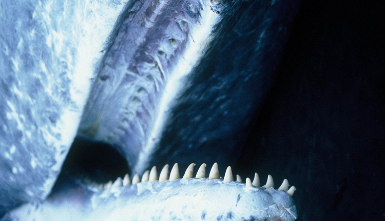 Inside A Whale Mouth