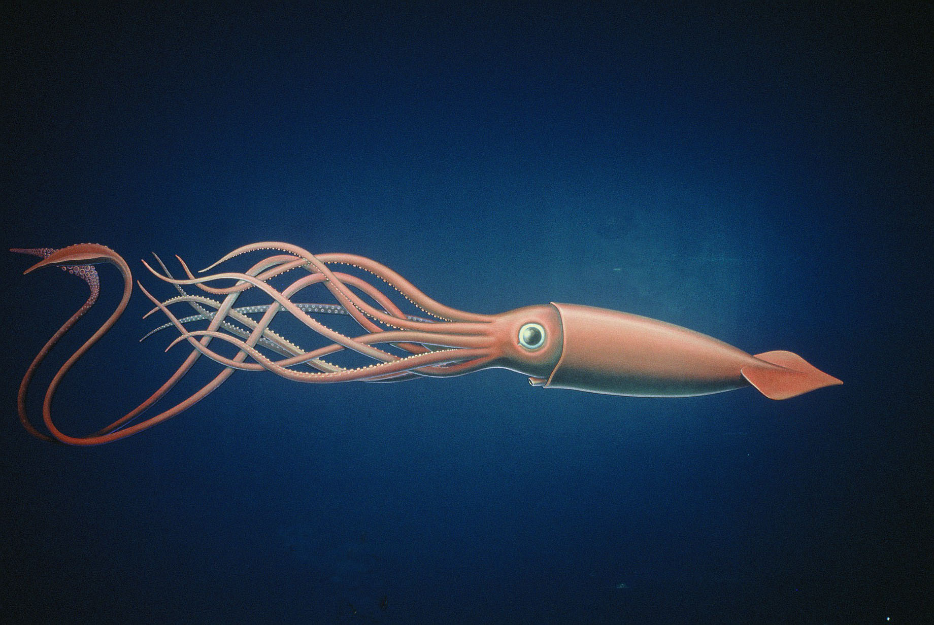 Giant deep sea squid deals