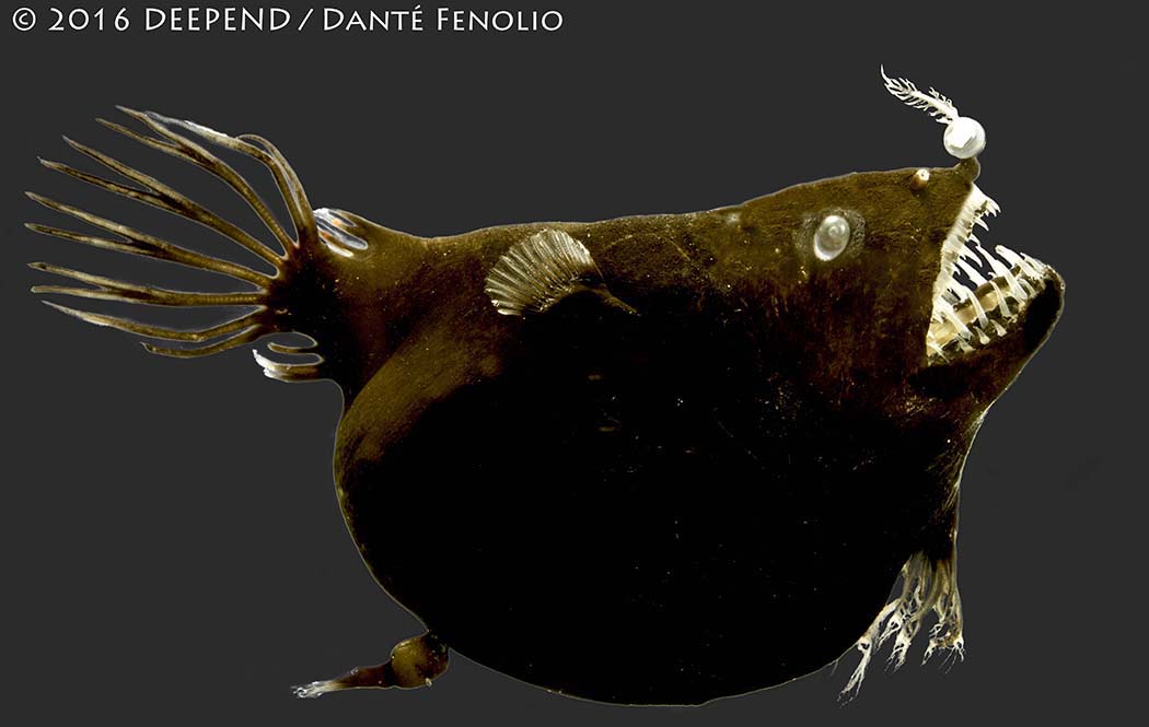 Meet the Tiny Bacteria That Give Anglerfishes Their Spooky Glow