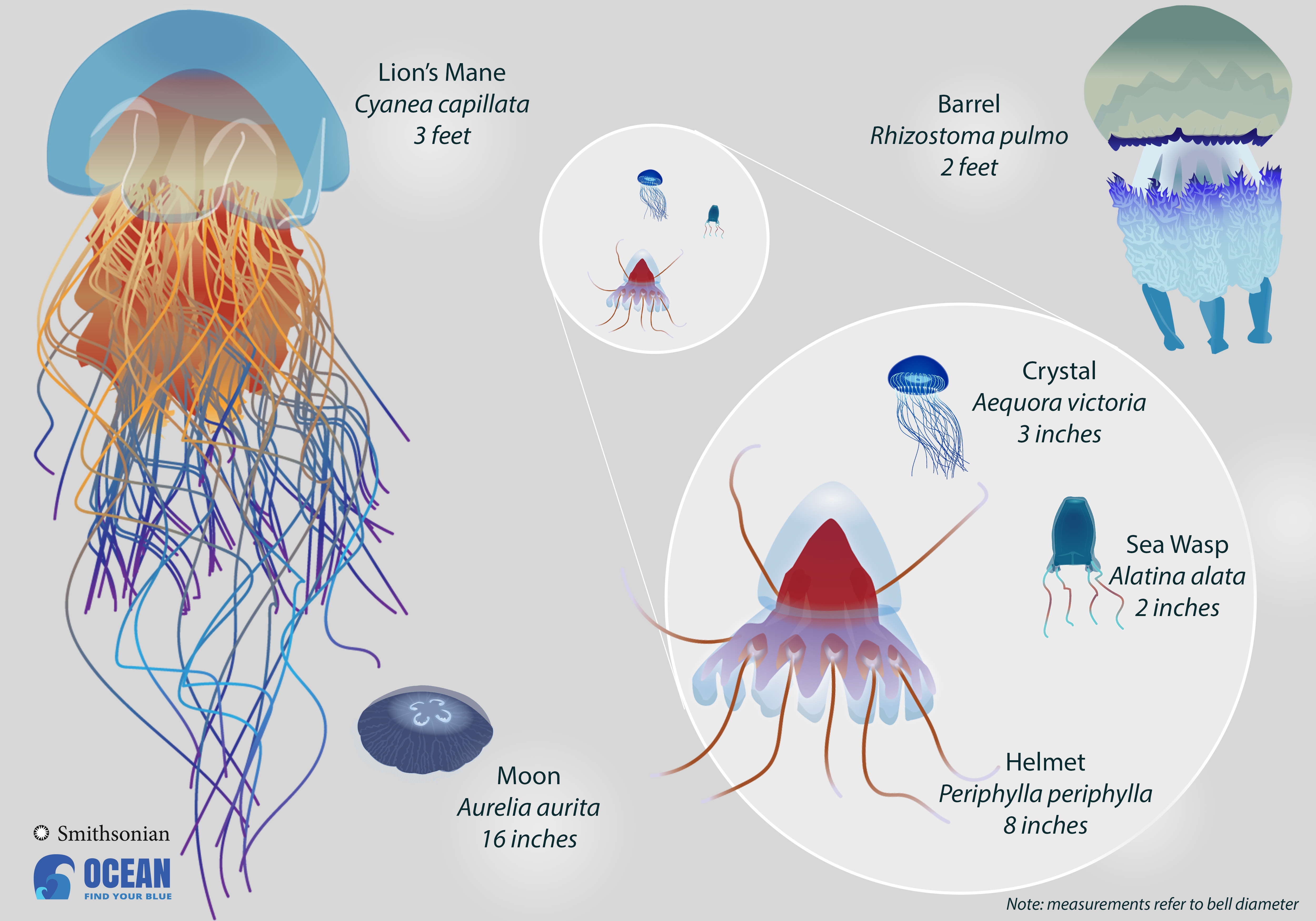 How to make Giant Gorgeous Jellyfish