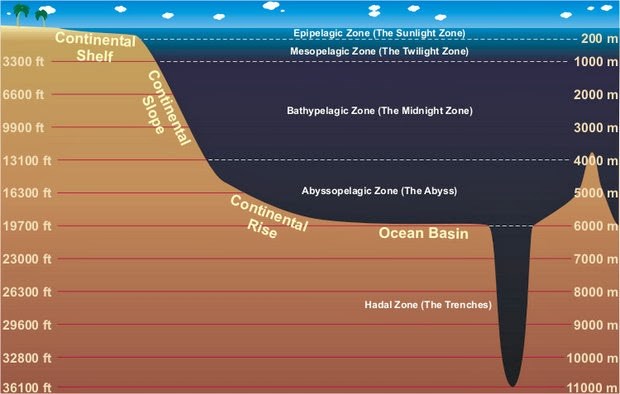 a diagram showing the zones of the ocean