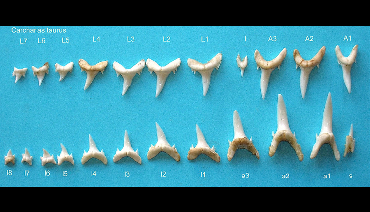 An array of teeth from ragged tooth sharks.