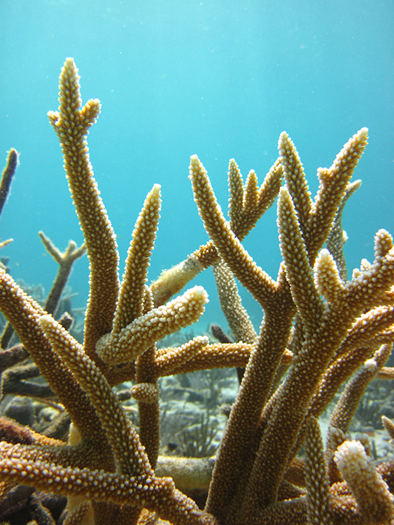 Staghorn Coral in a Hurricane