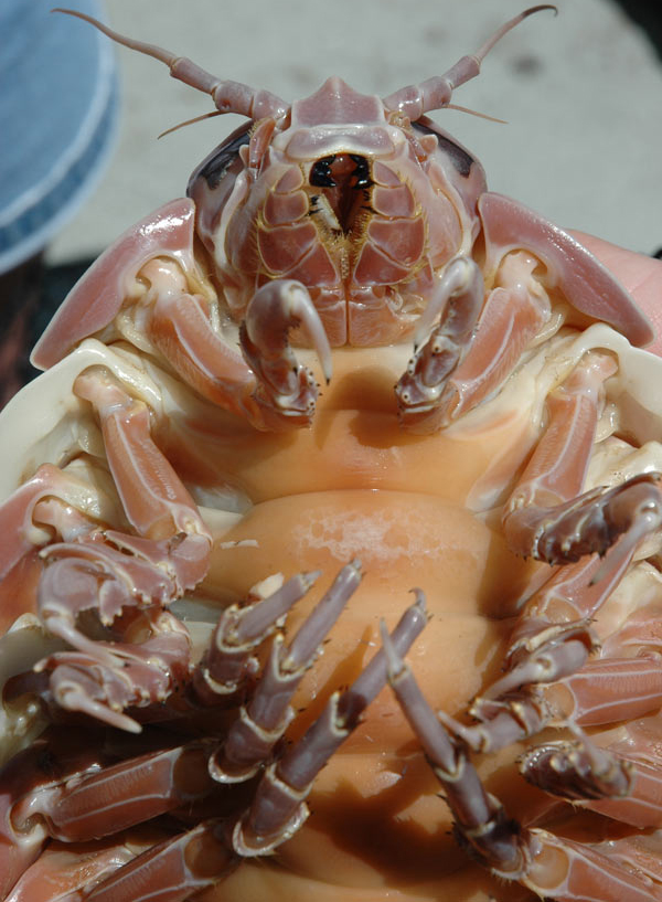 Giant Isopod | Smithsonian Ocean