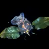 a sea butterfly with leaf like wings