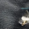 The Antarctic minke whale is the only baleen whale found in the icy waters of the Antarctic. 