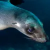 Juvenile California sea lion