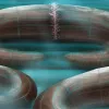 Notice the pink tentacles, which “recliners” used to filter feed.