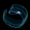 an eel larvae curled in blackwater