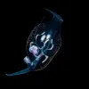 a jelly-like nudibranch that is see through