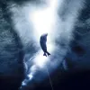 Weddell seals grind their teeth on holes in the ice to keep them open to their comings and goings between ocean and air.