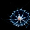 a jellyfish in blackwater