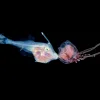 a larval fish hangs onto a jellyfish