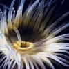 Despite the cold and dark environment, soft-bodied animals like anemones abound under the ice in the Antarctic.