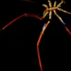 Many Antarctic creatures, like the dinner-plate-sized sea spiders, have evolved to a gigantic size to cope with the extreme environment.