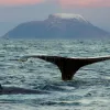 Humpback whales spend their summers feeding in cold, food-filled Arctic and Antarctic waters before swimming to warmer waters for the winter.