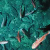 Scientists believe orange roughy (Hoplostethus atlanticus) live 150 years or more.