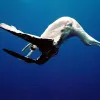 An albatross caught on a fishing line. 