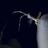 An isopod stands on top of a glass sponge, extending its legs to find zooplankton.