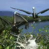 Brown pelicans (Pelecanus occidentalis) nest in a mangrove in Ecuador’s Galapagos Islands.