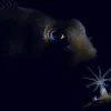 Fish have certain adaptations, like blood with built-in antifreeze, to survive in the Antarctic. 