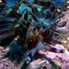 Blue Dragon nudibranchs are very common to the southeast coast of Australia and have a few color variations. Juveniles are white with blue rhinophores, and adults vary from dark purple to lavender to golden brown.