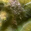 Portrait of a yellow-green blennie (family Clinidae) hiding in the groove of a green brain coral.
