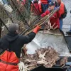 Alaskan king crab fisheries are on the rebound after years of unsustainable exploitation. New regulations mean that immediately after a haul is brought on board, the crabs are sorted and all females and under-sized crabs are released.