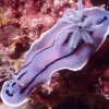 Photograph from above of a lavender-colored sea-slug with deep purple markings, swimming above a pink and orange surface.
