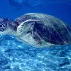 Sea Turtle