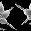 Hantkenina mexicana -- a foram with elongated shell chambers that lived between 45-49 million years ago, during the Eocene Epoch.