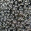 These are the first zoanthids (relatives of coral) recorded at a hydrothermal vent.