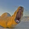 Close-up photograph looking into the gaping mouth of a golden brown sea lion, lying on the sand.