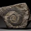 Fossil tooth whorl of ancient shark.