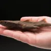 The dwarf lantern shark sits in a human hand. 