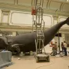 Workers prepare to hoist the model of Phoenix, a North Atlantic Right Whale, into position above the exhibit hall floor in the Smithsonian National Museum of Natural History in Washington, DC.