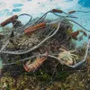 About a 300 foot long gill net found abandoned on a shallow reef in the surf zone on Oahu, Hawaii. The net had trapped parrotfish, wrasses, goatfish, surgeonfish, coral crabs, spiny lobsters, slipper lobsters and other fish that had decayed beyond identifi