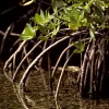Arching mangrove roots help keep trunks upright in soft sediments at water’s edge.