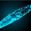 A photograph of a bright blue-speckeled dinoflagellate bioluminescing at night. 
