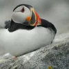 A puffin sits on a rock. 