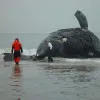 Phoenix’s mother, Stumpy (number 1004), was killed in a collision with a ship near Virginia in February 2004. She was pregnant with her sixth known calf.
